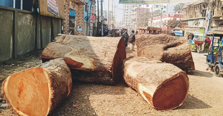 কুমিল্লায় শতবর্ষীসহ অর্ধশতাধিক গাছ কাটার বিষয়ে জানে না সরকারের কোন দপ্তর!