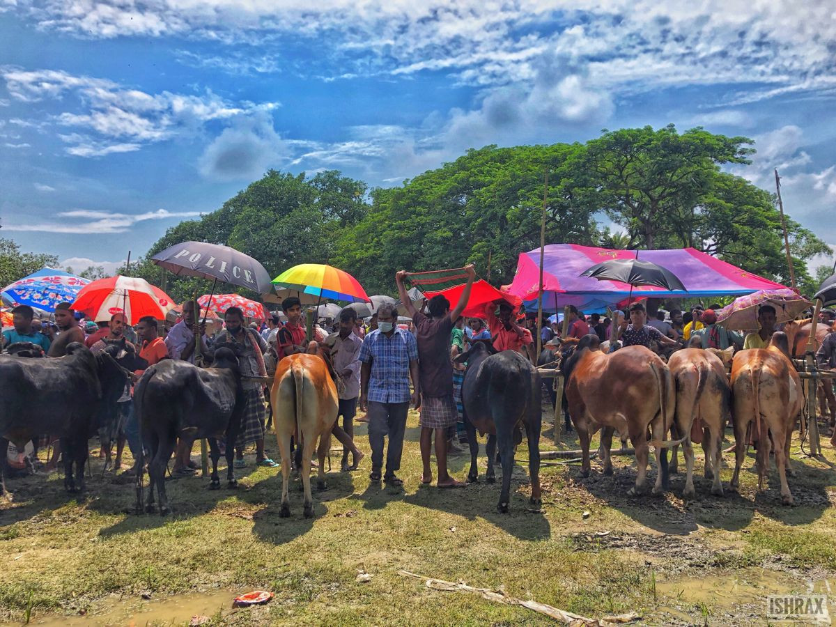 রাজধানীতে বসছে ২৬টি অস্থায়ী পশুর হাট